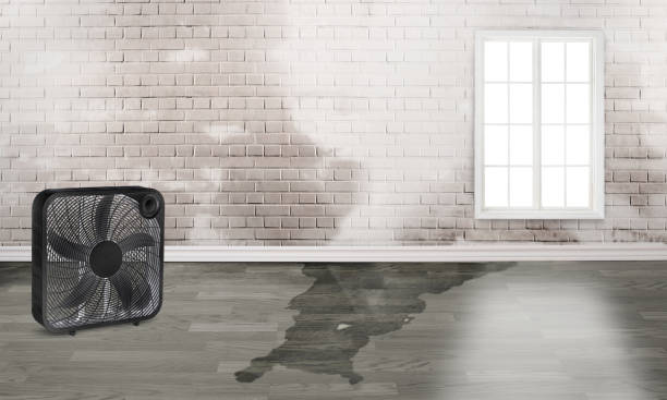 Best Sewage cleanup and water damage restoration  in Rainbow, CA